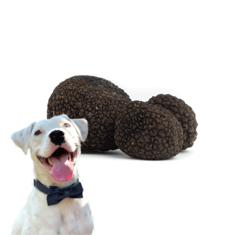 Hundetraining-Trüffel – Bild 1
