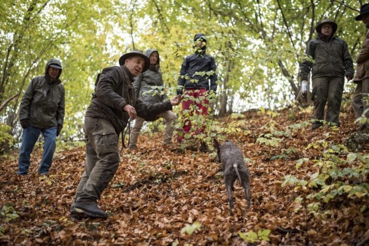 Trüffelsuche im Allgäu Trüffeltour buchbar Online
