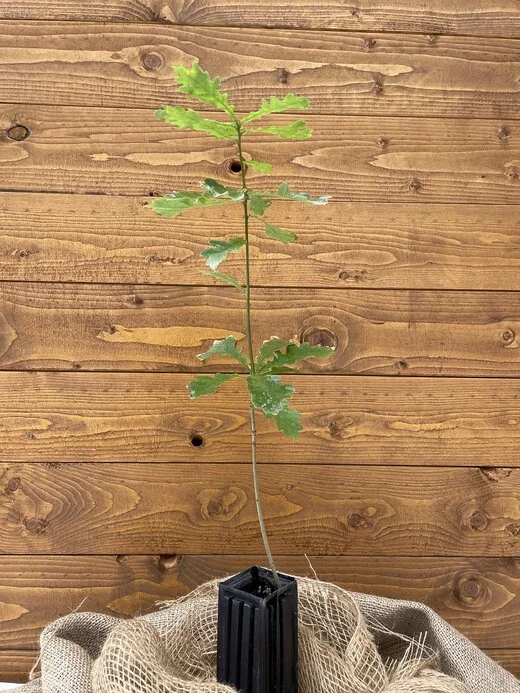 Trüffelbaum Stieleiche – Bild 1