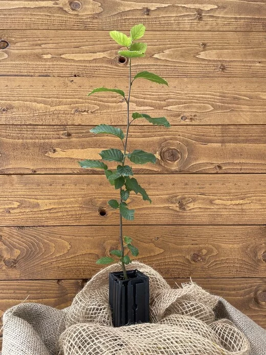 Trüffelbaum Hainbuche – Bild 1