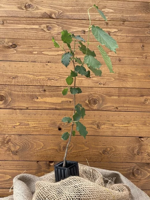 Trüffelbaum Haselnuss – Bild 1